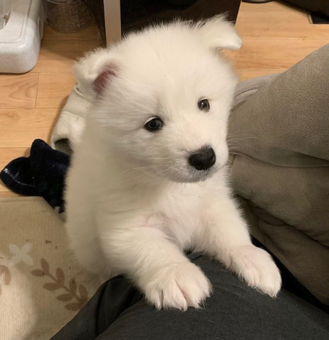 ソファに登りたい様子のうるるくん