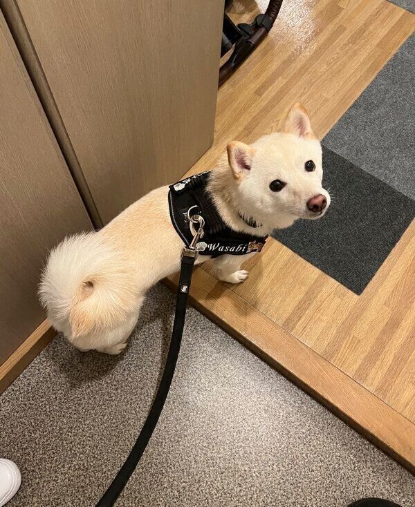 おりこうに待つわさびくん