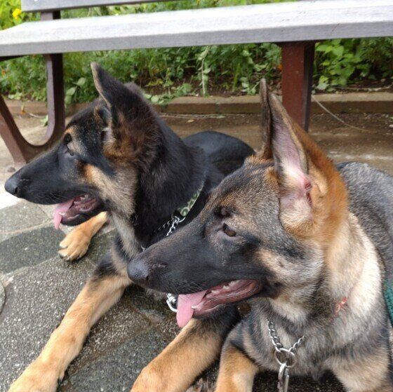 ジャーマン・シェパード・ドッグのManaちゃん