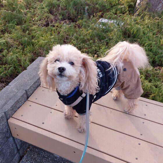 お気に入りのベンチに立つハービーくん