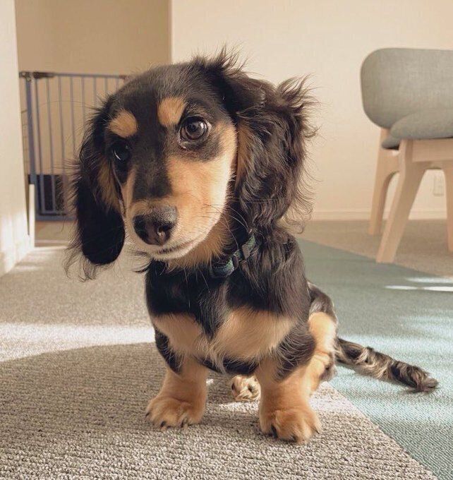 子犬時代のとら吉くん 飼い主さんもお気に入りの1枚なのだそう
