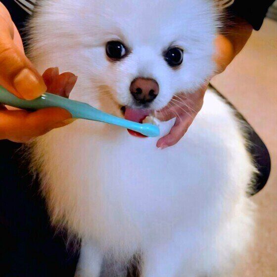 毎日の歯磨きを頑張る白いポメラニアン