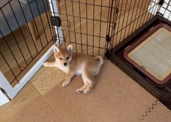 何事もなかったかのように振る舞うメイちゃん