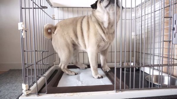 ごはんが待ちきれない