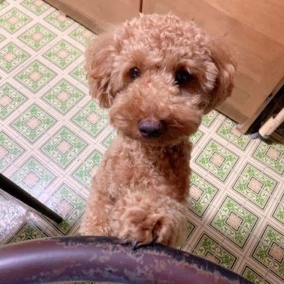 見上げるトイ・プードル