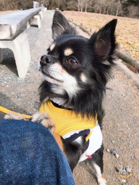 お散歩中のチワワ