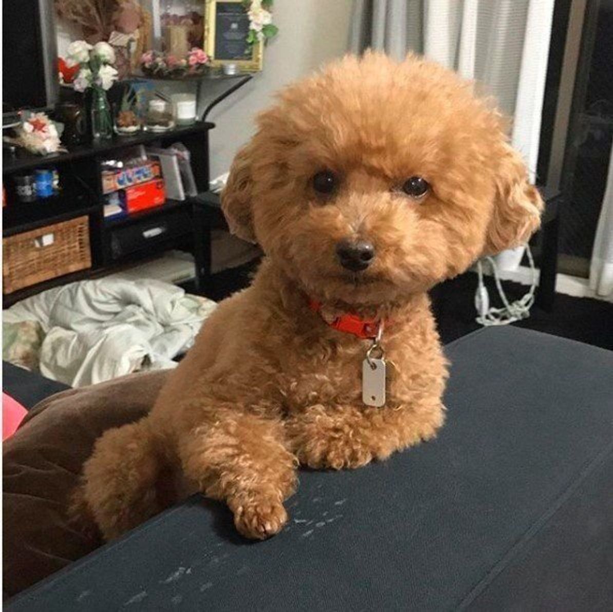 犬の 関口宏ポーズ が話題 犬が前足を に置く理由を専門家に聞いてみた いぬのきもちweb Magazine 犬の 関口宏ポーズ が話題 犬が前足を に置く理由を専門家に聞いてみた いぬのきもちweb Magazine