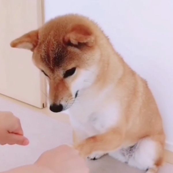 おやつを当てる柴犬