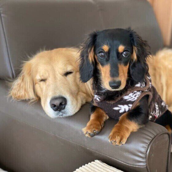 ソファでくつろぐ2頭の犬