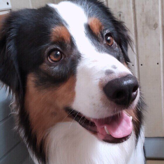 犬が「クンクン」鳴くのはなぜ？ 犬が鼻を慣らす理由と対処法 いぬのきもち