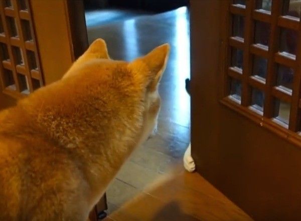 ワンコとニャンコ