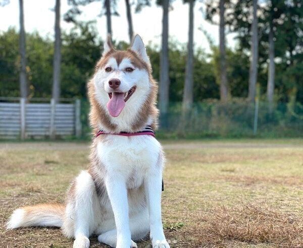 ドッグランを楽しむカルアちゃん