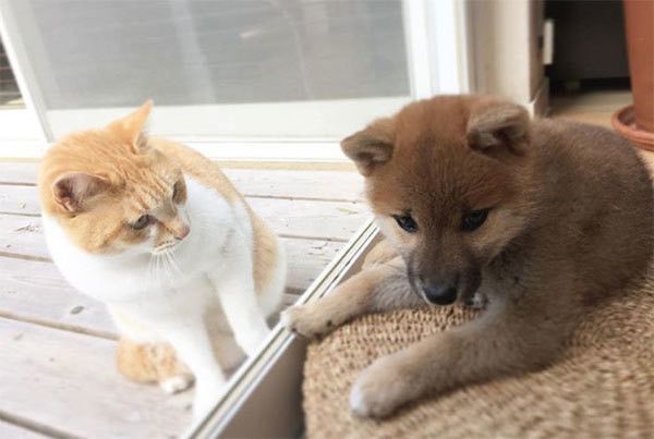 柴犬と猫