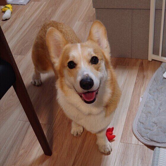  ニコニコ笑顔のウェルシュ・コーギー・ペンブローク