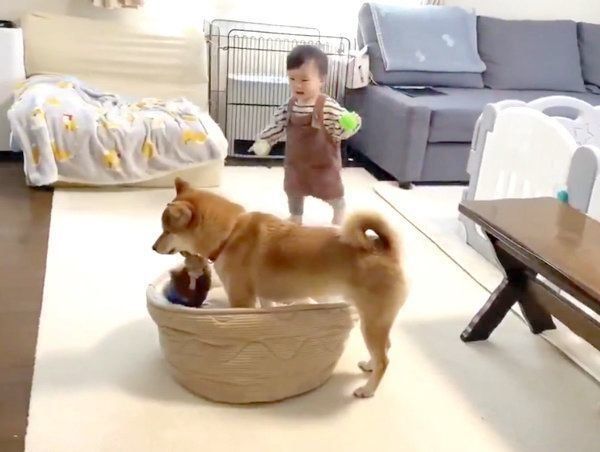 ボールを持ってりんご郎くんのもとに駆け寄る妹ちゃん