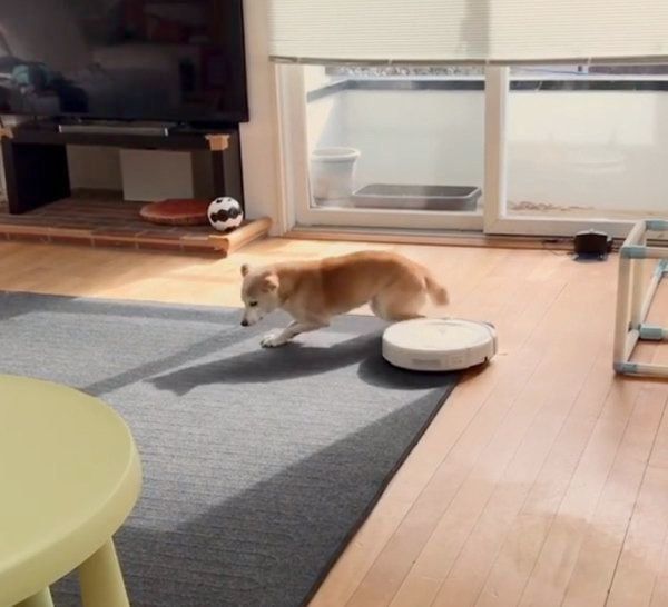 柴犬のリリコちゃん