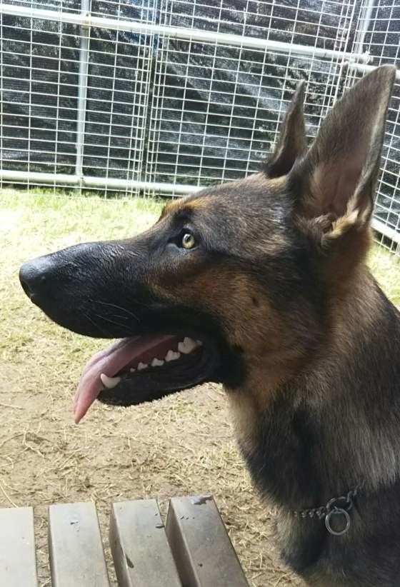 ジャーマン・シェパード・ドッグのルディくん