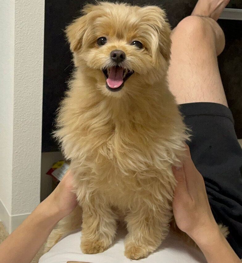 飼い主さんの上に乗って笑顔のおこめちゃん