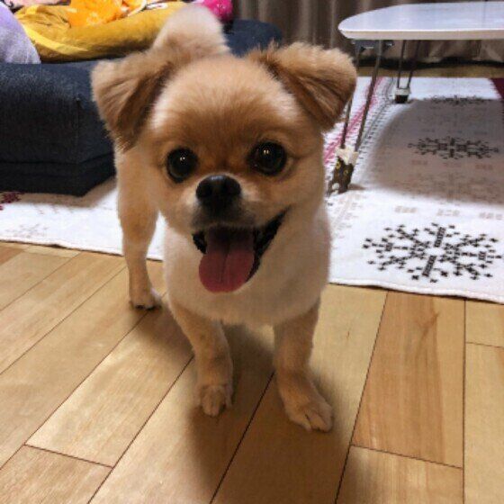 笑顔の犬(MIX、メス)