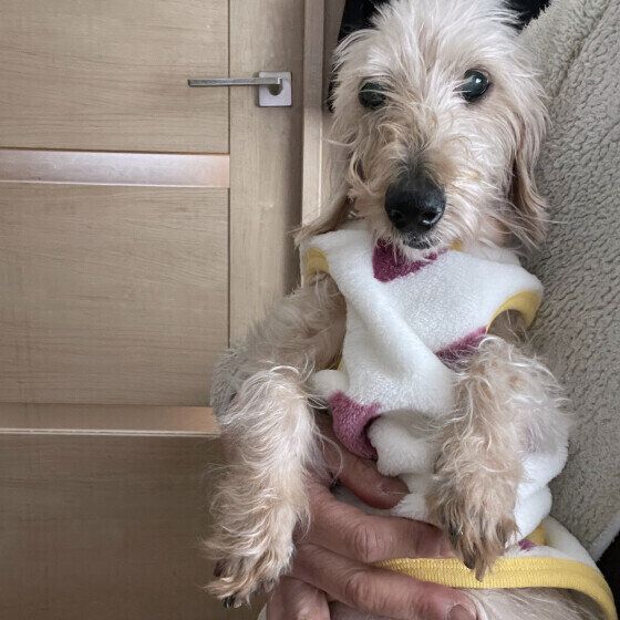  16才のシニア犬