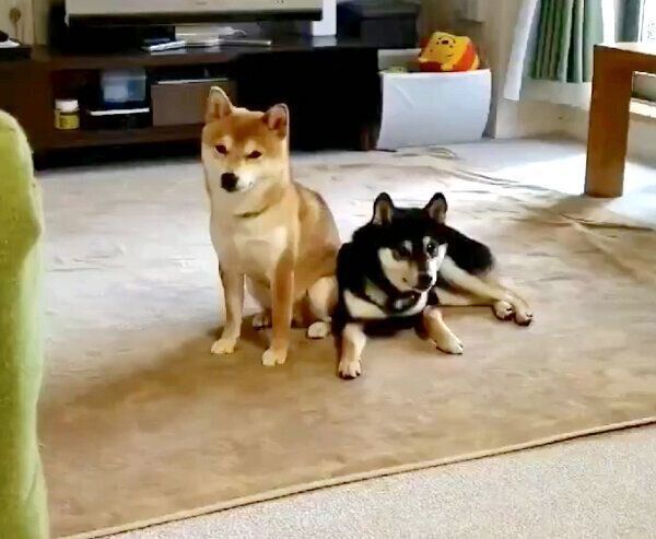 寄り添うわさびちゃん、くろ吉くん