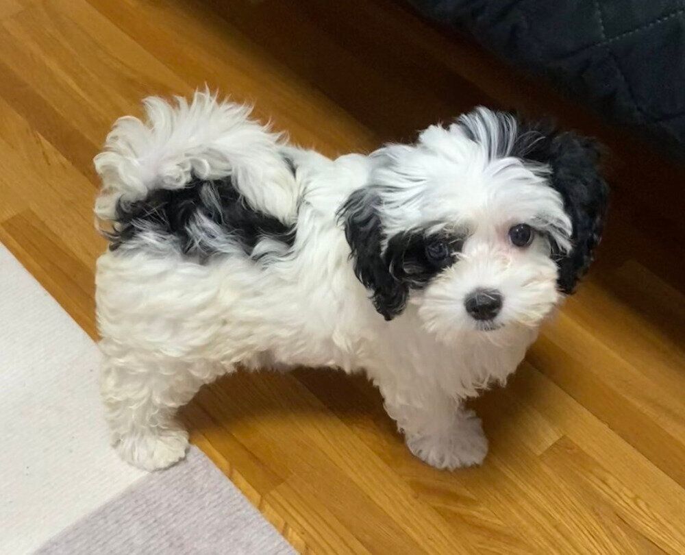 家に迎えたばかりのころのモノちゃん