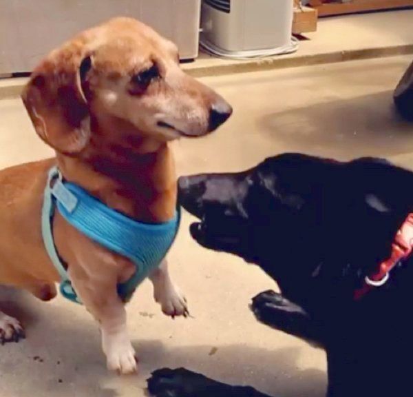 大きな犬に立ち向かうミニチュア・ダックスフンド