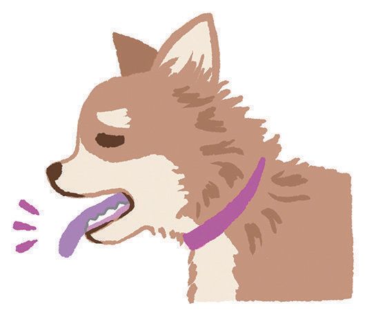 セキ以外にはどんな症状が見られるの？