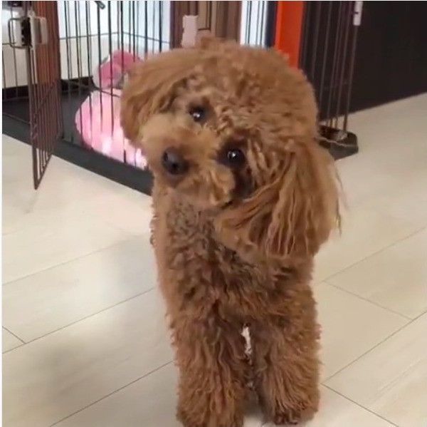 トイ・プードル