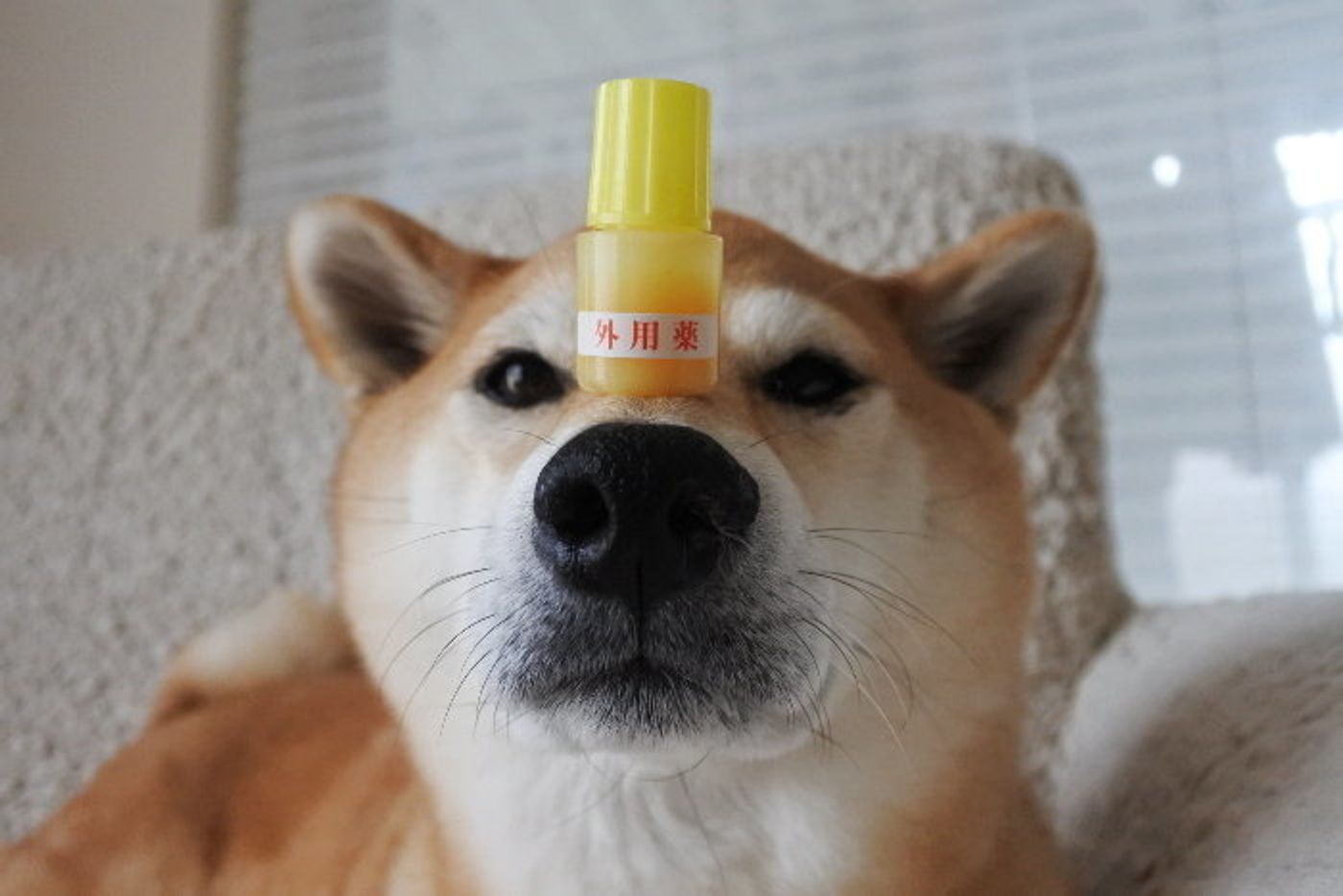 犬と一緒に寝ると信頼関係が深まるかもしれない説 柴犬マロたんの場合 いぬのきもちweb Magazine 犬と一緒に寝ると信頼関係が深まるかもしれない説 柴犬マロたんの場合 いぬのきもちweb Magazine