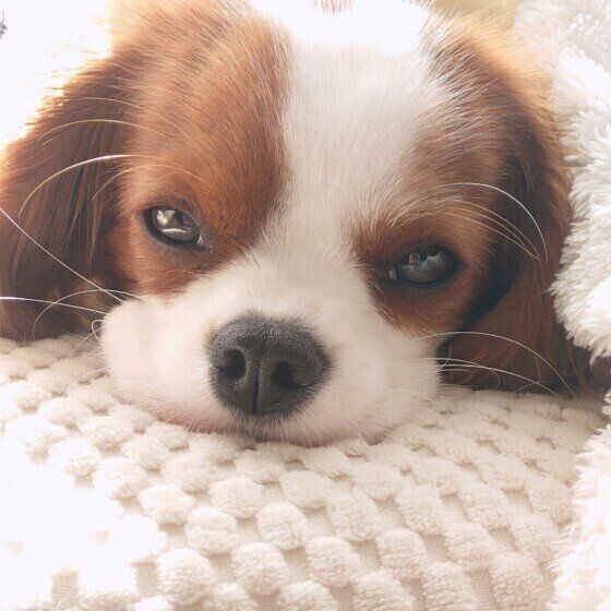 犬の良い眠りのためにしてはいけないこと、犬の快眠に大切なことは？ いぬのきもち