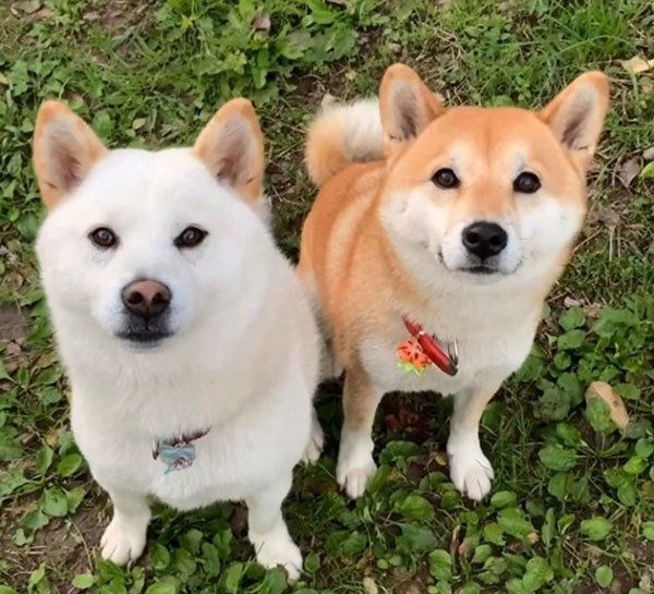 寄り添うQ太郎くんとみかんちゃん