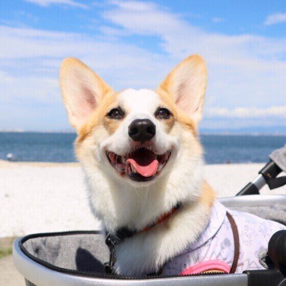 マハロちゃん（ウェルシュ・コーギー・ペンブローク）