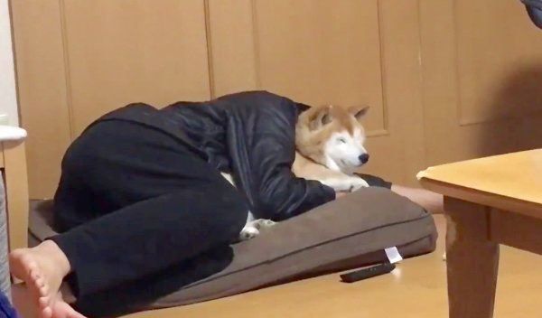 お兄ちゃんにギュッとしてもらうロペさん