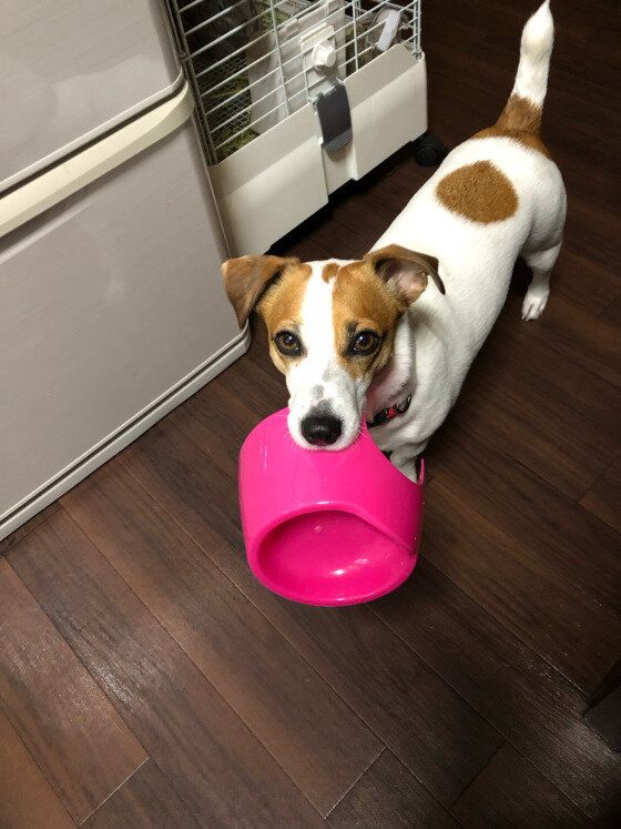 おかわりはないのかしら♪