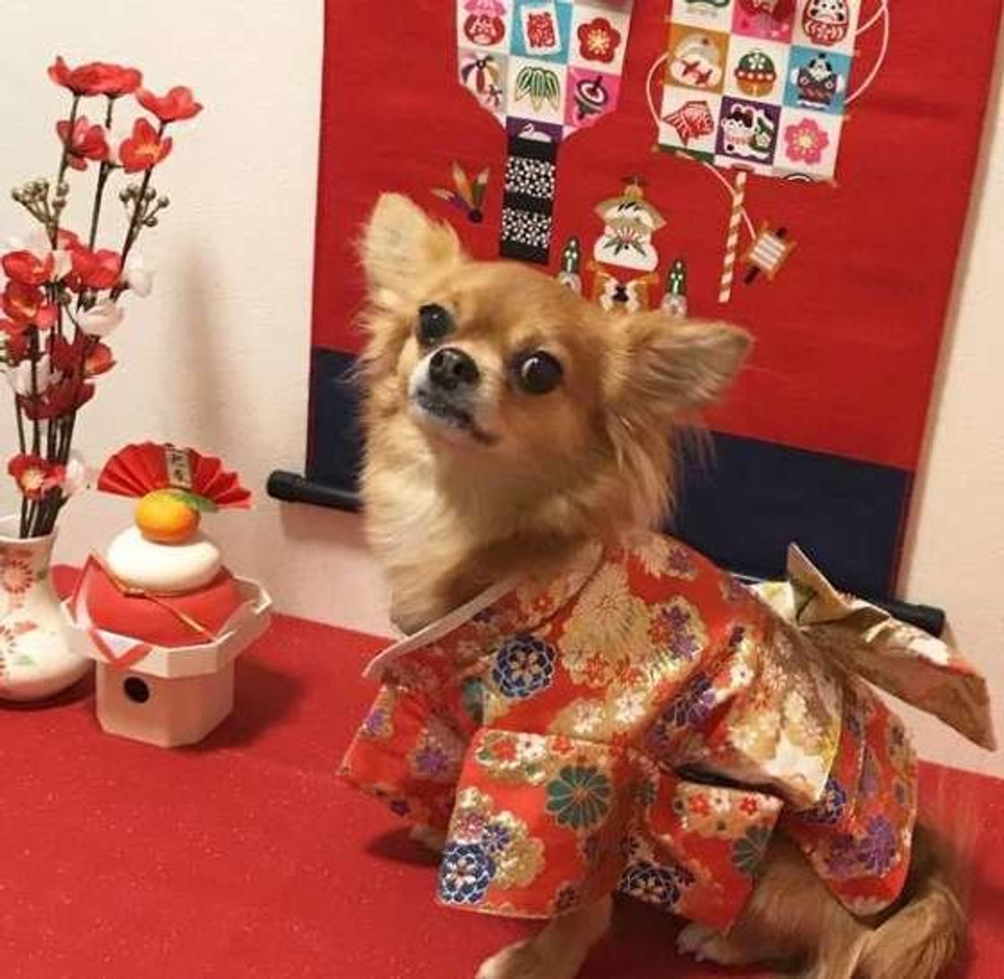 お正月のお酒の席なら愛犬も一緒に このおつまみ犬に与えてok Ng いぬのきもちweb Magazine お正月のお酒の席なら愛犬も一緒に このおつまみ犬に与えてok Ng いぬのきもちweb Magazine