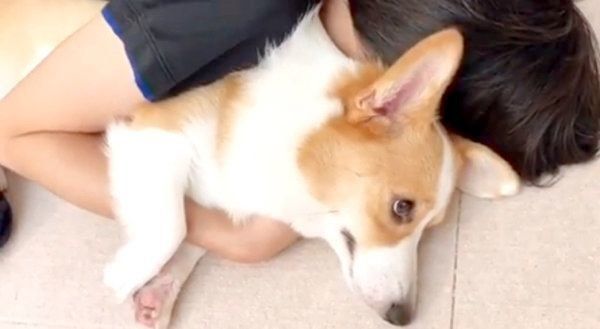 パパさんに捕まるコーギー