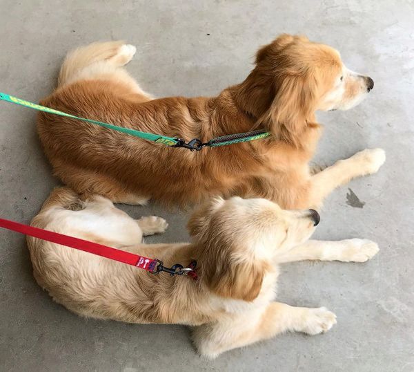 動きがシンクロするゴールデン・レトリーバー