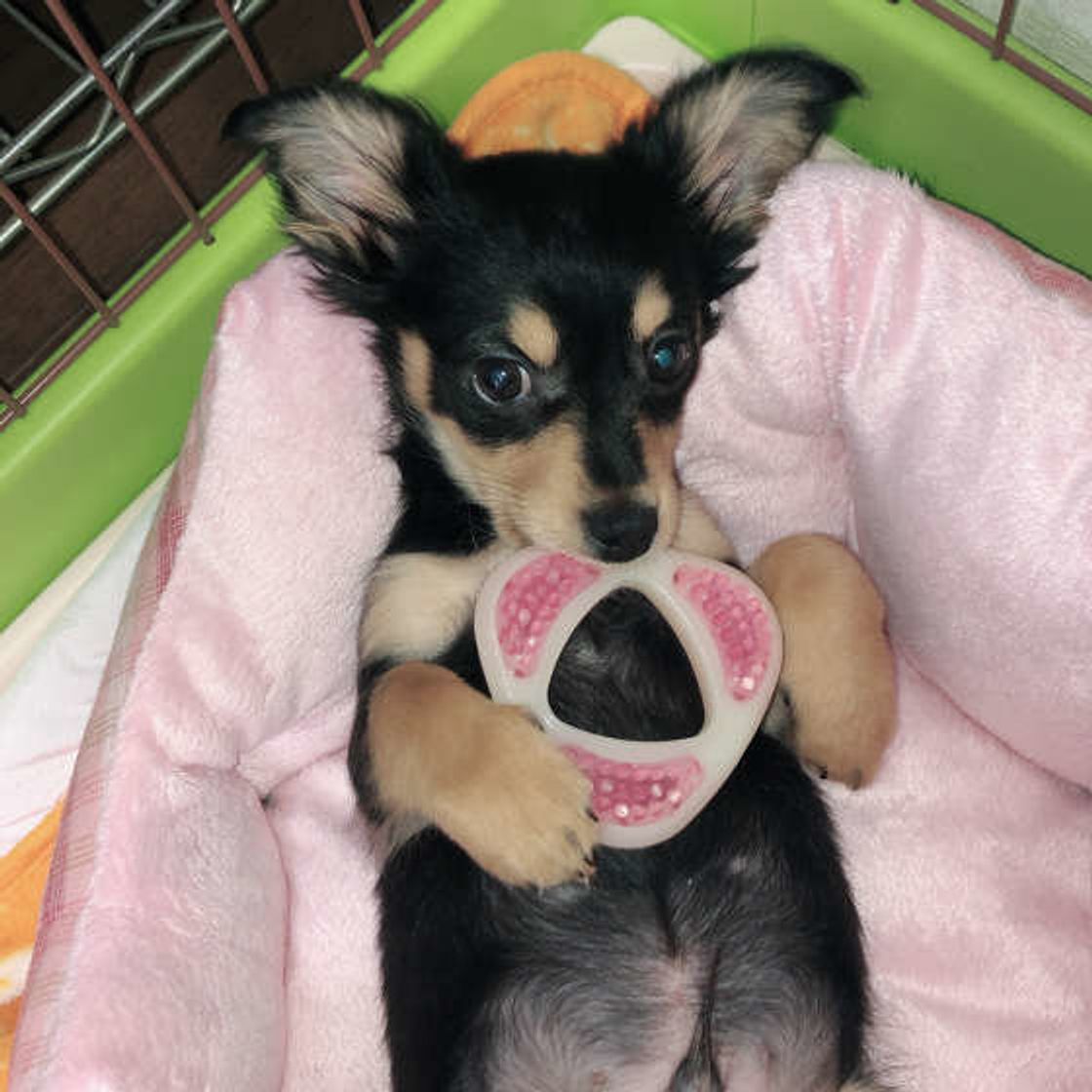 犬が人やモノを噛む 4つの理由 噛むのをやめさせるには いぬのきもちweb Magazine 犬が人やモノを噛む 4つの理由 噛むのをやめさせるには いぬのきもちweb Magazine