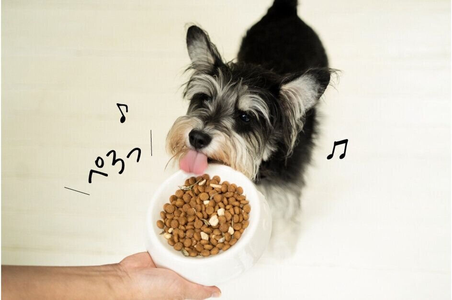 Pr うちのコの おいしい顔 が見たくて たどりついたのは国産の ピュアなフード でした いぬのきもちweb Magazine Pr うちのコの おいしい顔 が見たくて たどりついたのは国産の ピュアなフード でした いぬのきもちweb Magazine