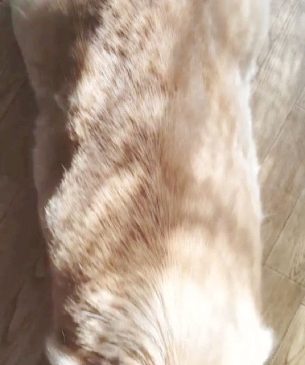 床で寝そべるコーギー