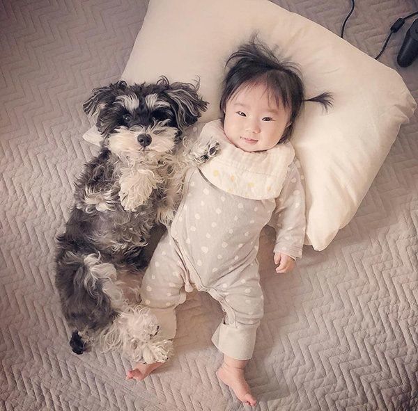 赤ちゃんに寄り添うミニチュア・シュナウザー