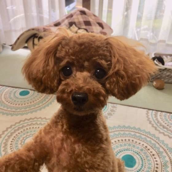 トイ・プードルのチロルくんの上半身アップ