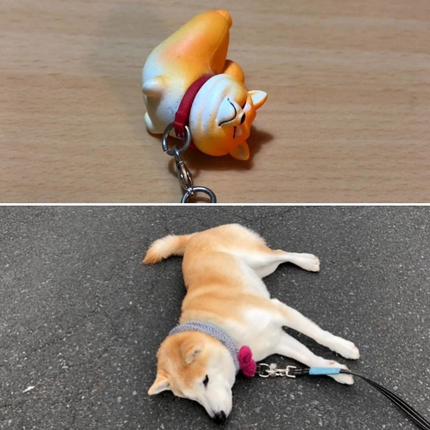 獣医師監修 柴犬の散歩拒否が話題 拒否の理由や対処法 画像集も いぬのきもちweb Magazine 獣医師監修 柴犬の散歩拒否が話題 拒否の理由や対処法 画像集も いぬのきもちweb Magazine
