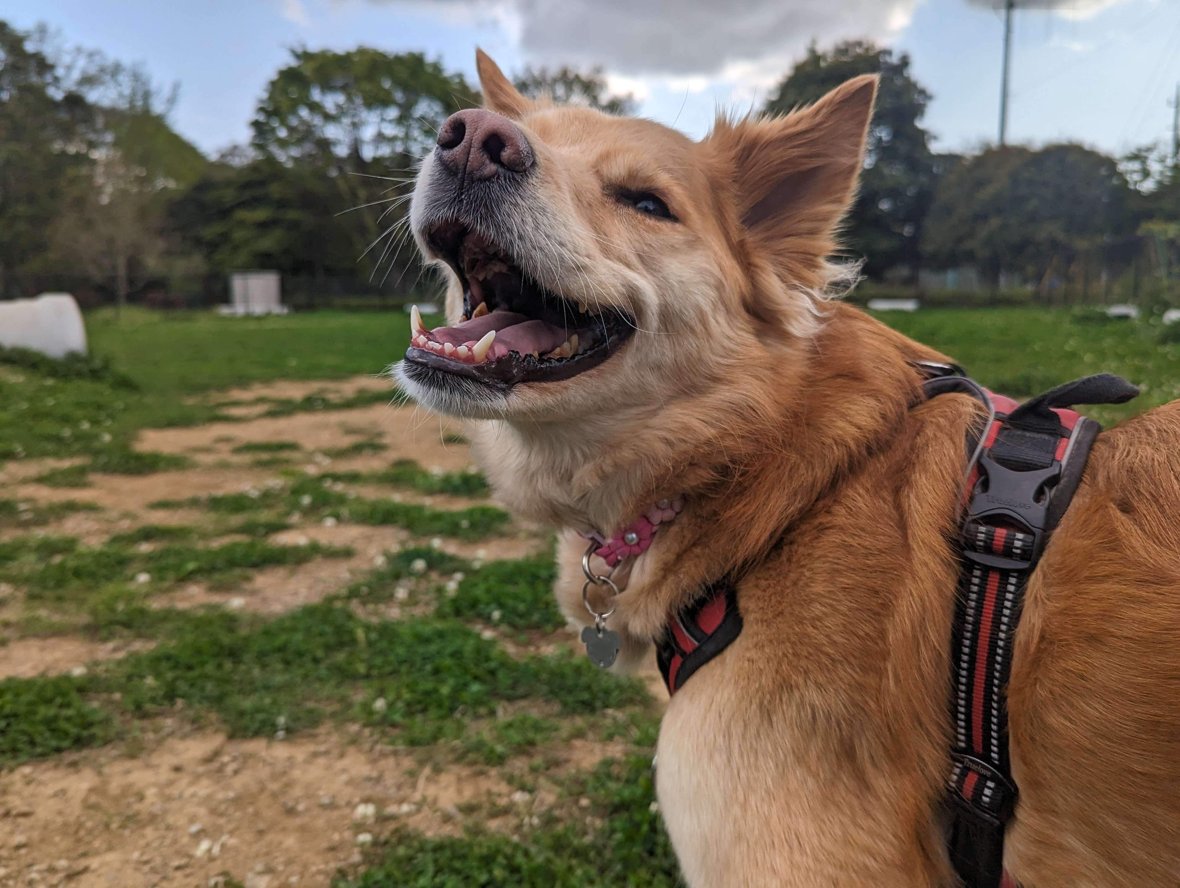 ドッグランでの1枚　楽しそうな表情がかわいい