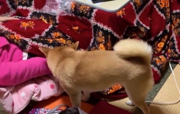 コタツに入る柴犬