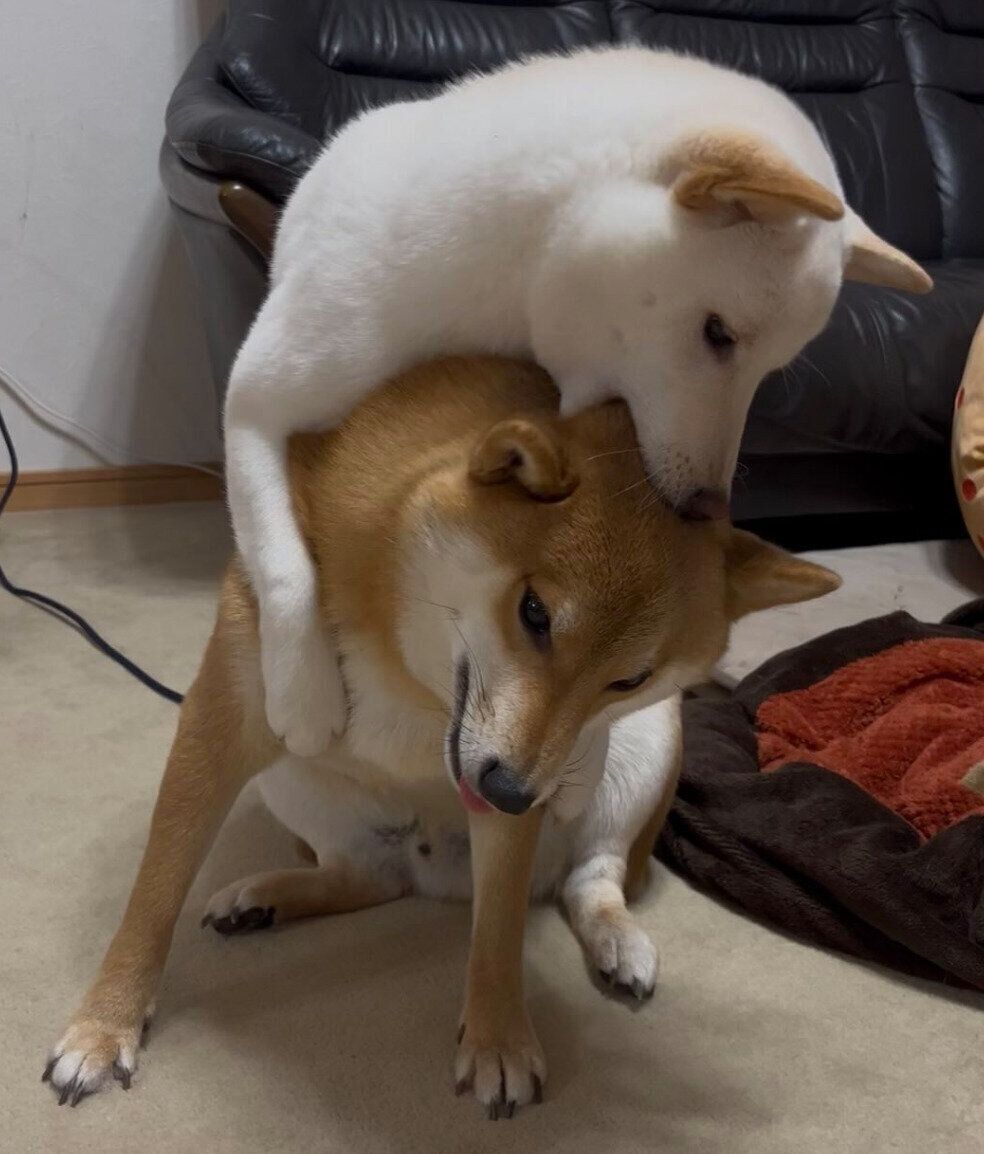 じゃれ合うぽん太くん、うに太くん