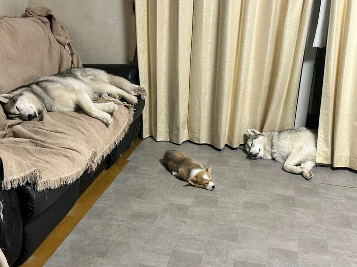 “電池切れ”する犬たち