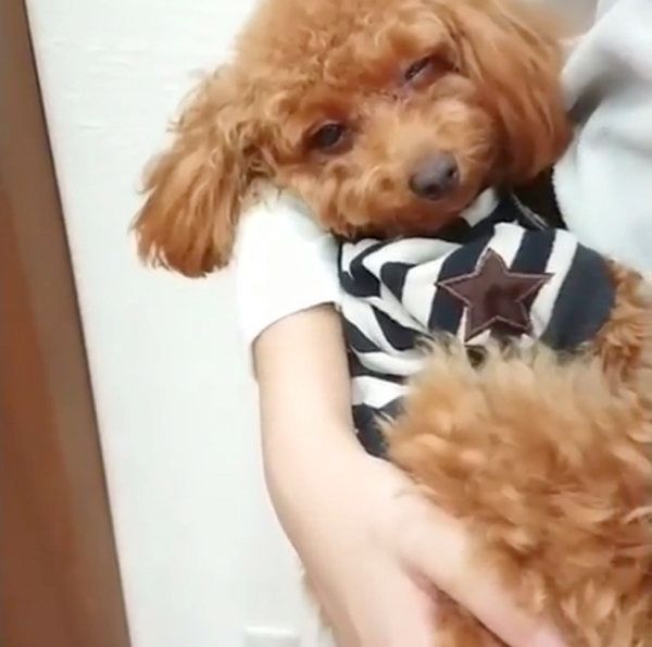 抱っこされながら寝ちゃうトイ・プードル