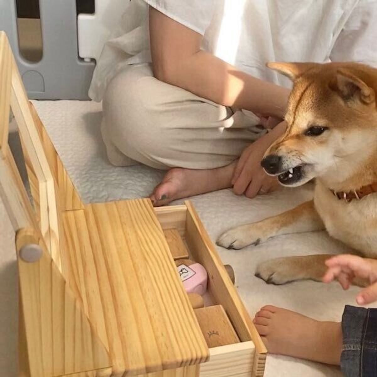 鏡に映る 真の自分の姿 を知ってしまった柴犬 衝撃を受けた表情がすごかった いぬのきもちweb Magazine 鏡に映る 真の自分の姿 を知ってしまった柴犬 衝撃を受けた表情がすごかった いぬのきもちweb Magazine